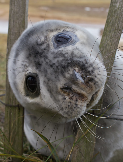 Seal pup at fence 4