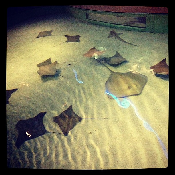 The sting rays are my favorites!