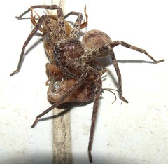 Brown Huntsman Spider (Heteropoda cervina)