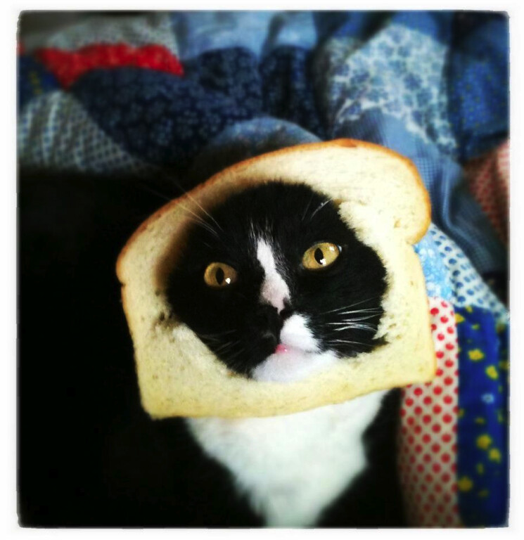 cat sandwich.