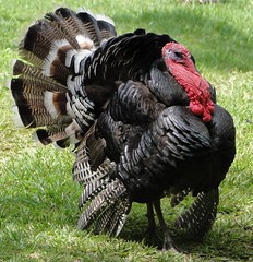 one handsome turkey, and he knows it