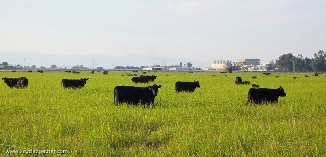 Not A Factory Farm : Look at how beautiful that grass is!