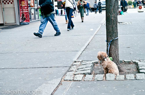 Dog tied to tree in NYC