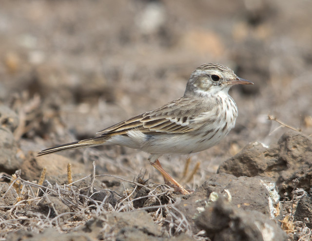 Berthelots pipit 3 - Costa Teguise