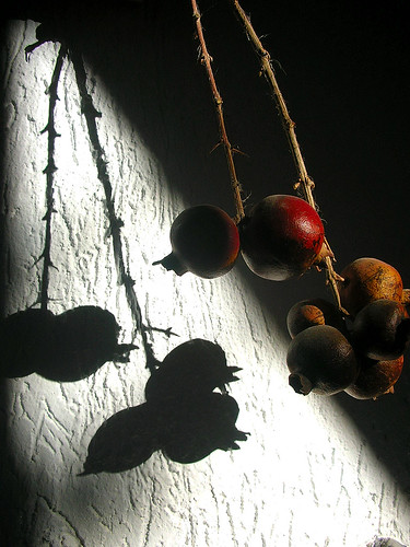 Pomegranates by rozafa2010