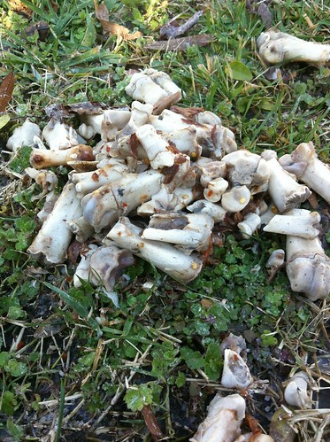 Pile of bones mysteriously behind our fence