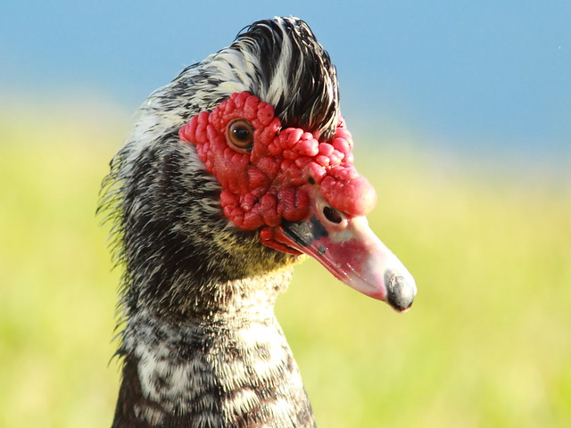 Muscovy Duck male 2-20111231
