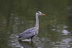 蒼鷺 Grey Heron