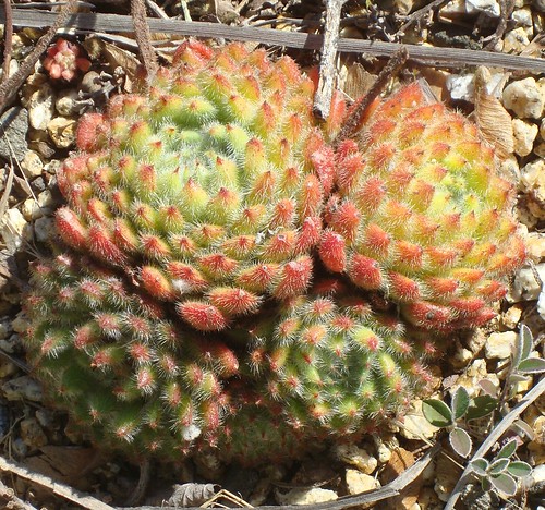 Echeveria setosa by cactusjohn