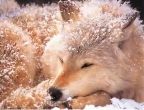 Happy Wolf Year on Vimeo by winter by JesToryAS