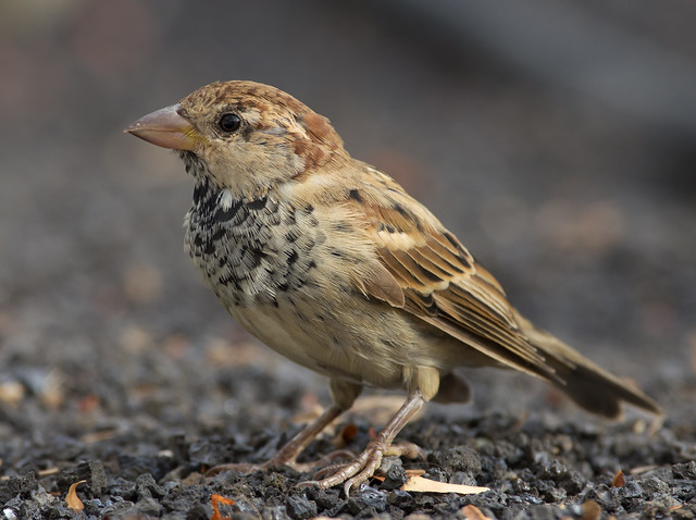 Spanish sparrow 2