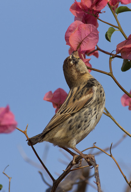 Spanish sparrow in flowers 2