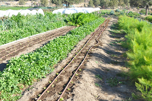 Drip irrigation system made possible by the NRCS Agricultural Water Enhancement Program (AWEP).