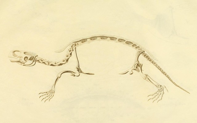 Anatome testudinis Europaeae 3