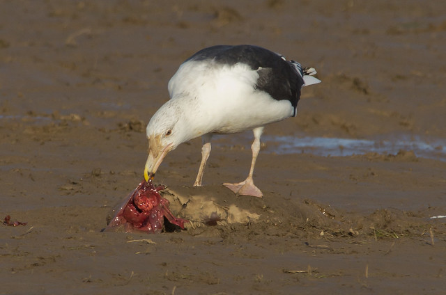 adult black backed gull on seal pup carcass