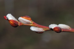 Salix caprea (cv.) - catkins (48°07' N 16°15' E)