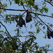Bats in Viharamahadevi Park 