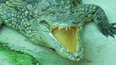 Crocodile Park, Torremolinos