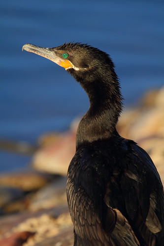 Double Crested Cormorant Profile by joecrowaz