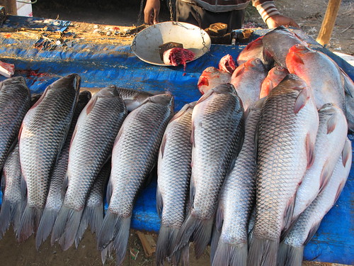 Fish, Dilai Gate Sunday market