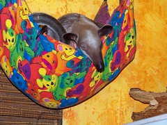 Ori sleeping in the baby hammock