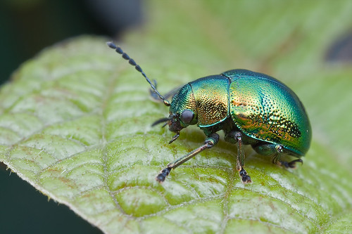 green leaf beetle chrysomelidae IMG_6778 copy
