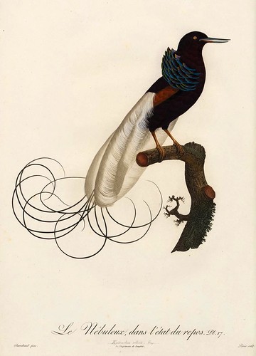003-El nebuloso en reposo-Histoire naturelle des Oiseaux de paradis et des Rolliers.. 1806-François Levaillant