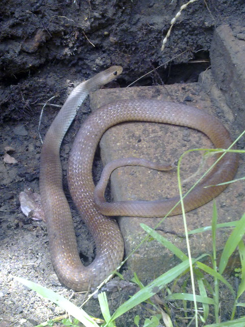 Western Brown Snake Identification