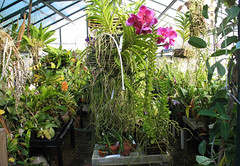 Greenhouse pictures