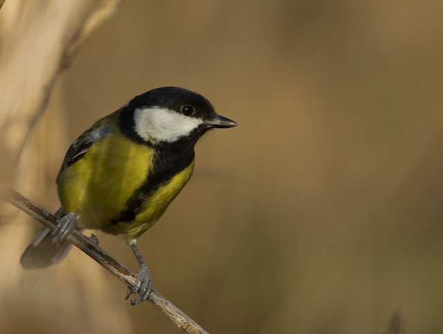 great tit brown background