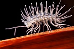 Crustacea (Madagascar)