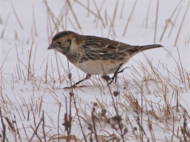 Lapland Longspur on N 400 E Rd in Livingston County, IL 14