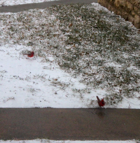 Red birds in the snow