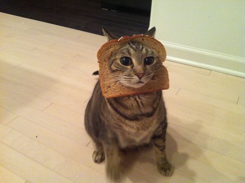 In-Bread Cat 3