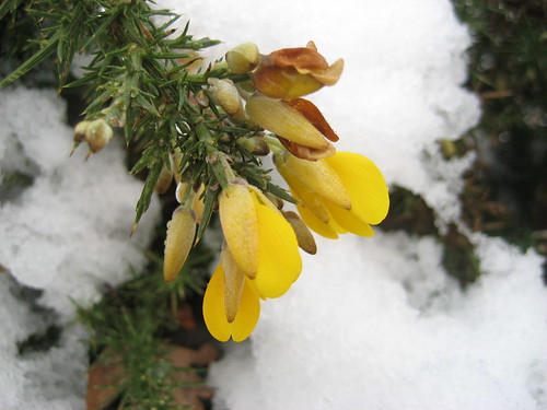 Gorse in the snow