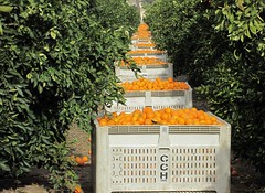 Harvesting Oranges