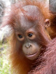 Petit orangutà