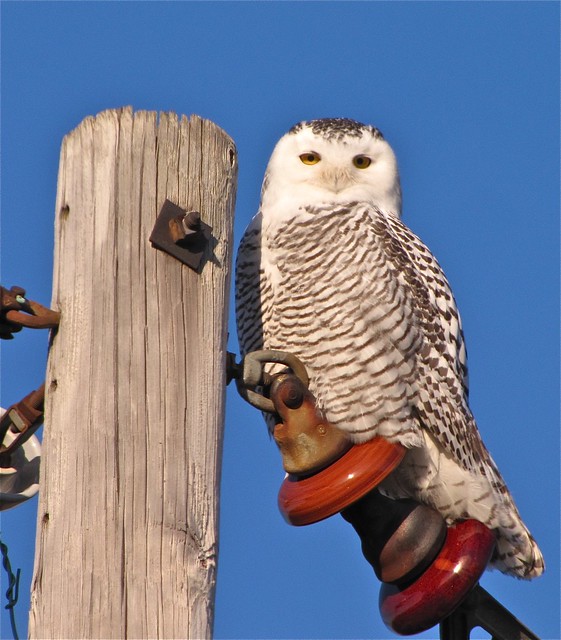 Snowy Owl in McLean County, IL 01