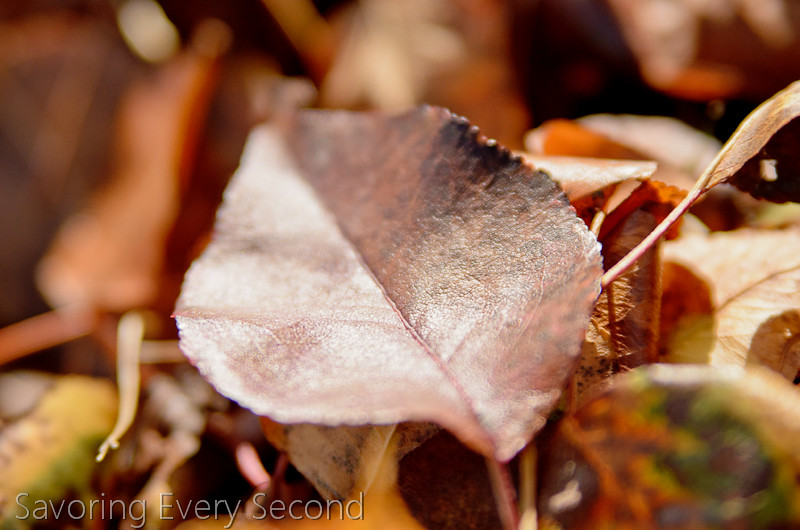 Fall Leaves7-Edit.jpg