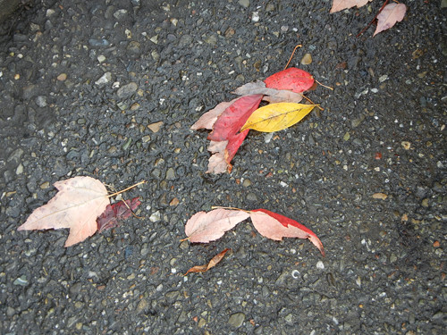 Red Leaves _ 8145