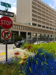 weed bombing in downtown Miami (by: Grant Stern, Weed Bombing tumbler site)