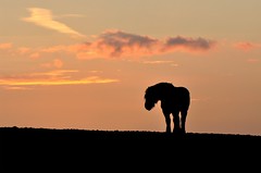 Horses and Silhouettes 