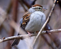 Winter Chipping Sparrow