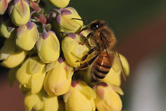 Bees and Bug Macros
