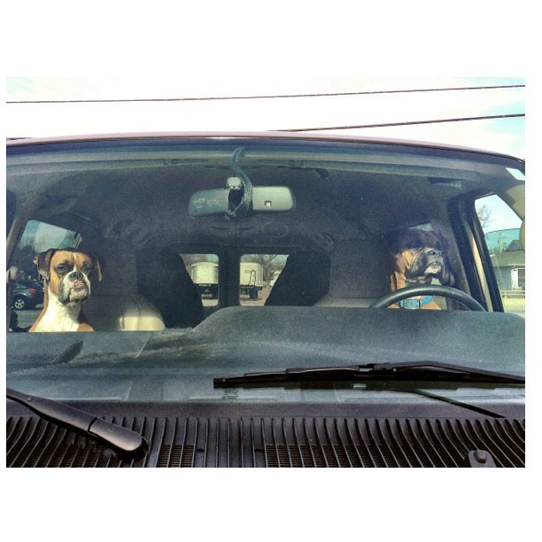 Gone to the Dogs #dogsincars #dogsrule