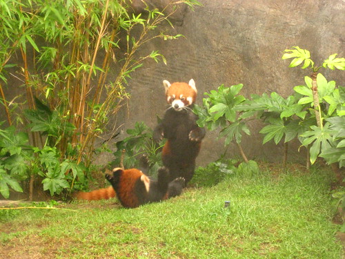 Ocean Park Red Pandas