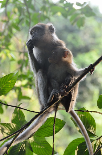 Monkeys (mother and baby)