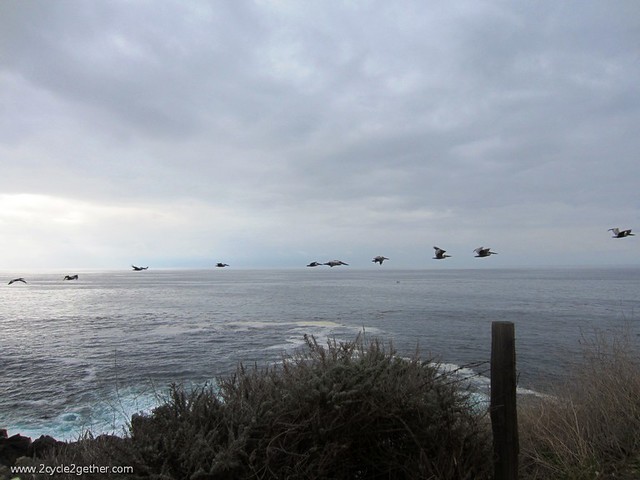 Pelicans, Hwy 1 Pacific Coast, Big Sur
