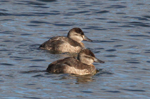 Ruddy Ducks (female)