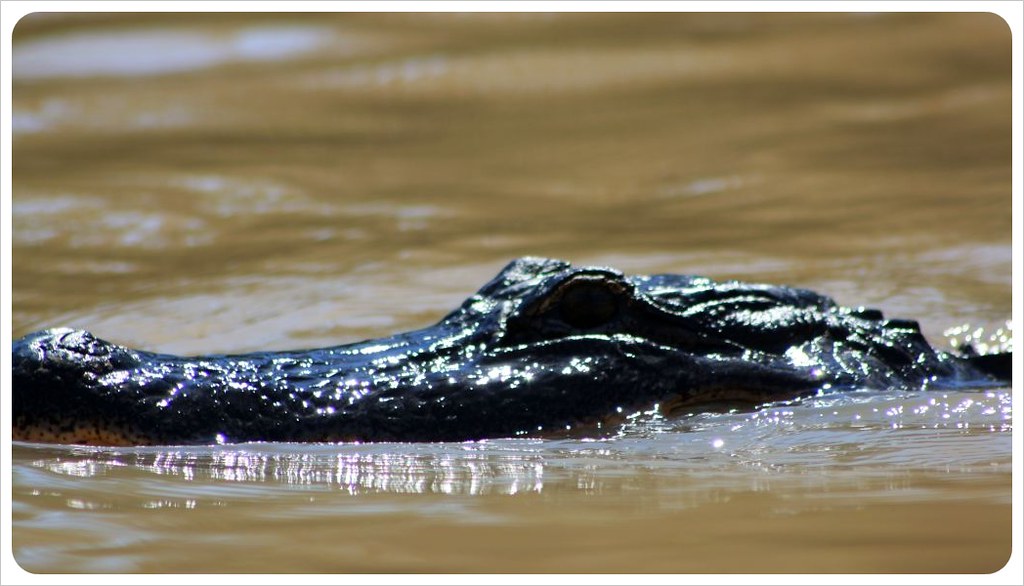 alligator in the river louisiana